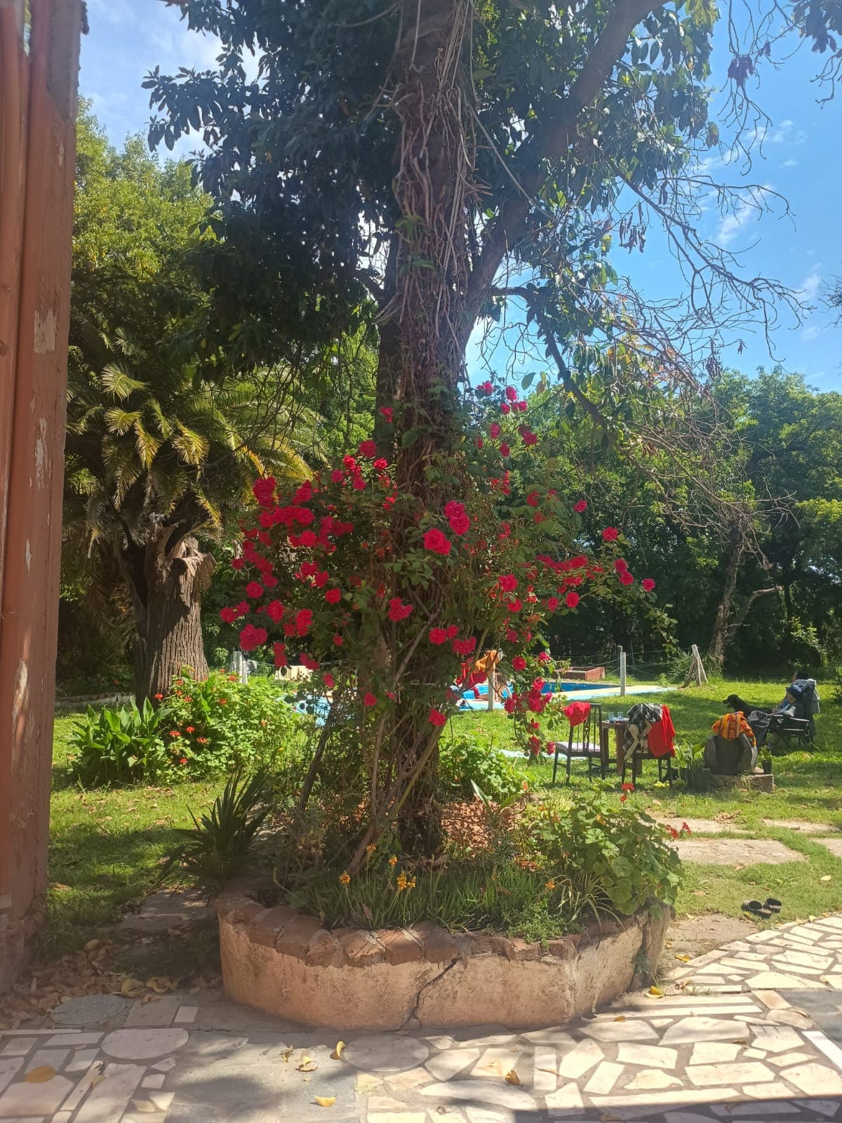 Parque con rosas